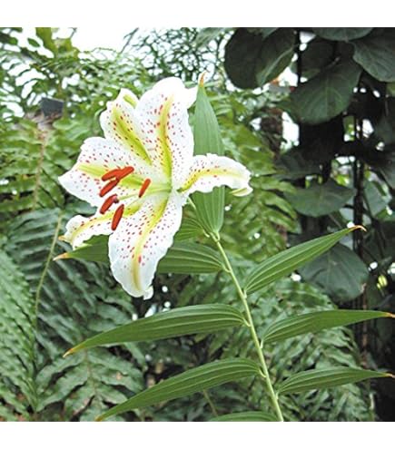 Amazon.co.jp: 花数が多い 山百合 球根 【 特大球 】1球 オーラタム